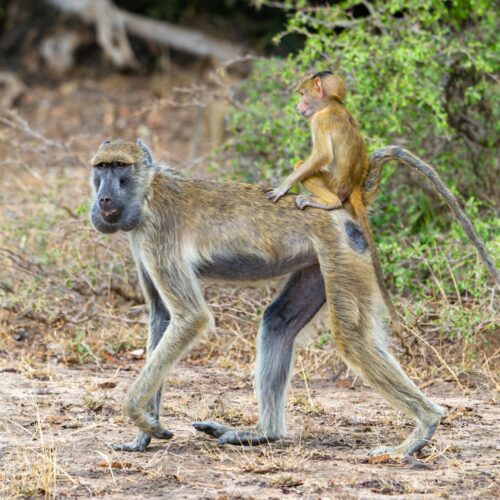 selous 2