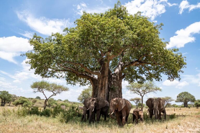 tarangire
